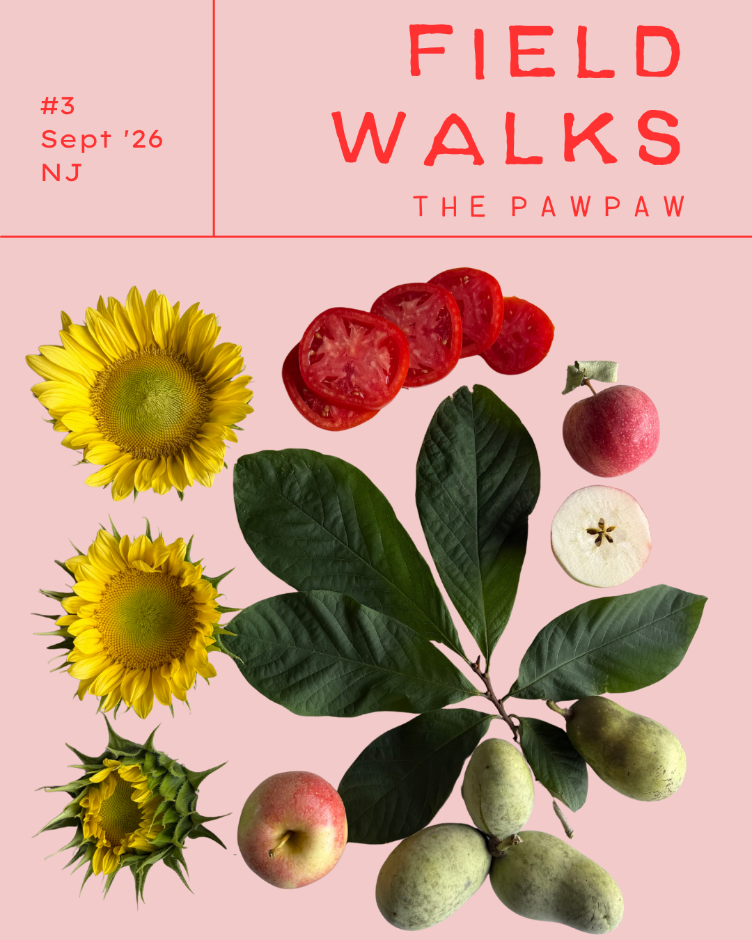 Field Walks Zine Monthly Mail Subscription