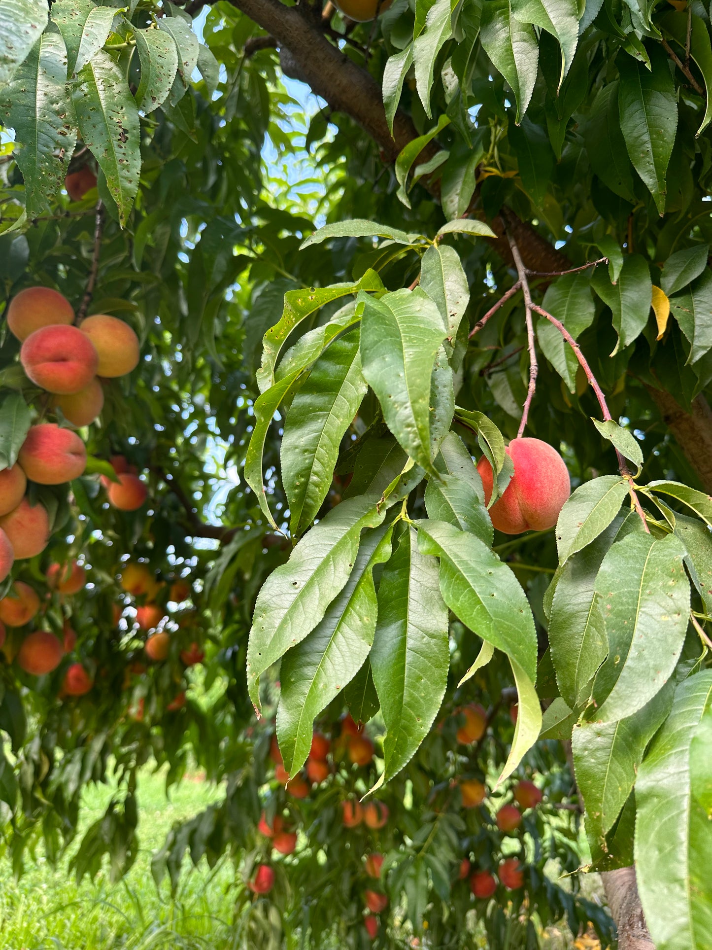 Mystery Peach Tree, (loring maybe), Pick Up Only