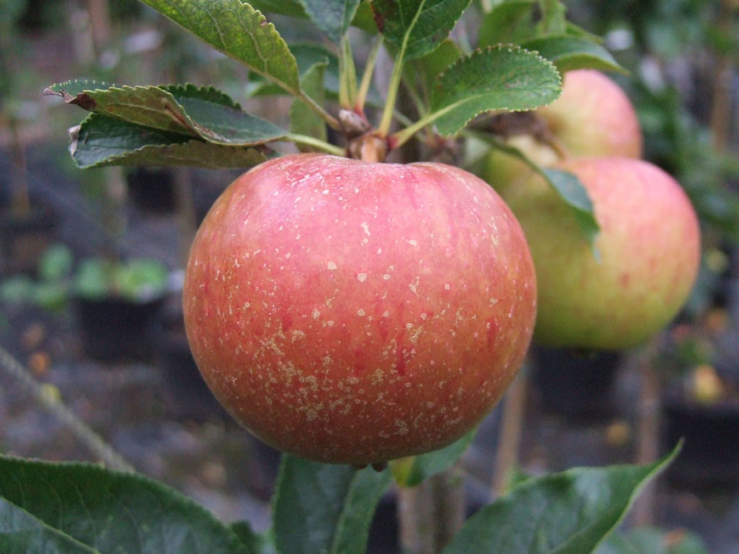 Macoun Apple Tree, Pick Up Only