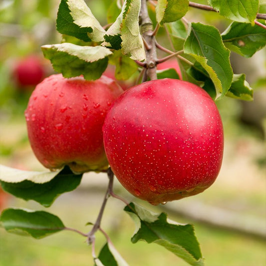 Ruby Rush Apple Tree, Pick Up Only