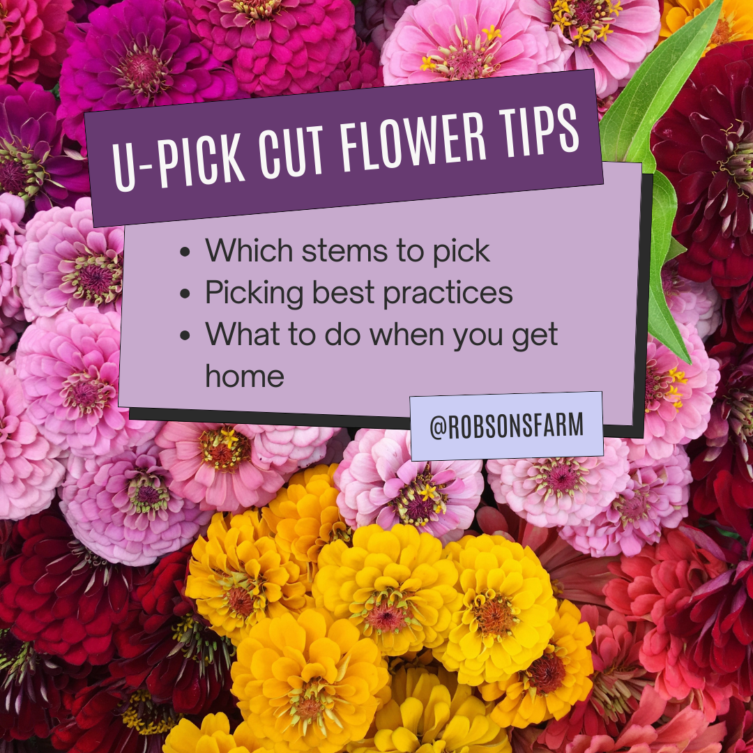 U-Pick Cut Flower Tips