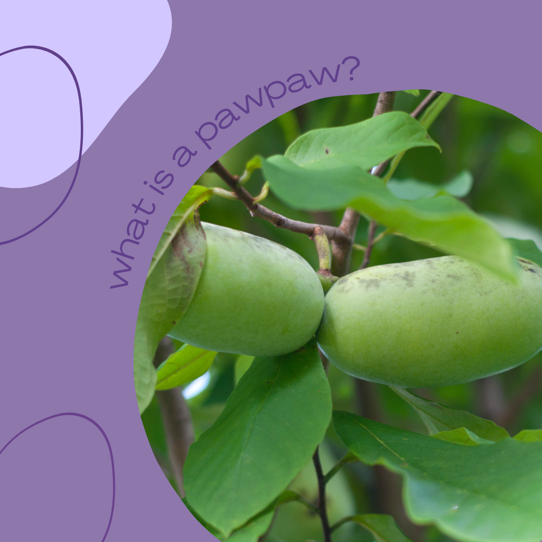 What is a PawPaw?