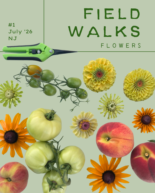 Field Walks Zine Monthly Mail Subscription