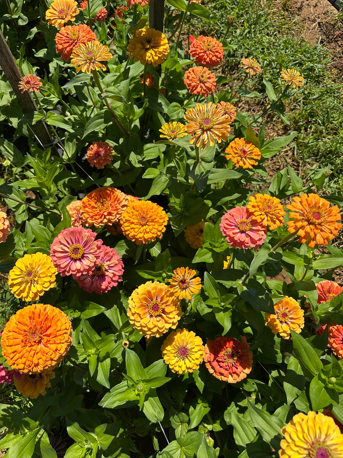 Robson's Farm U-Pick
