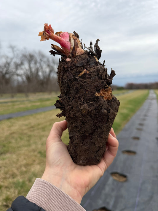 Rhubarb Crown, Pick Up Only